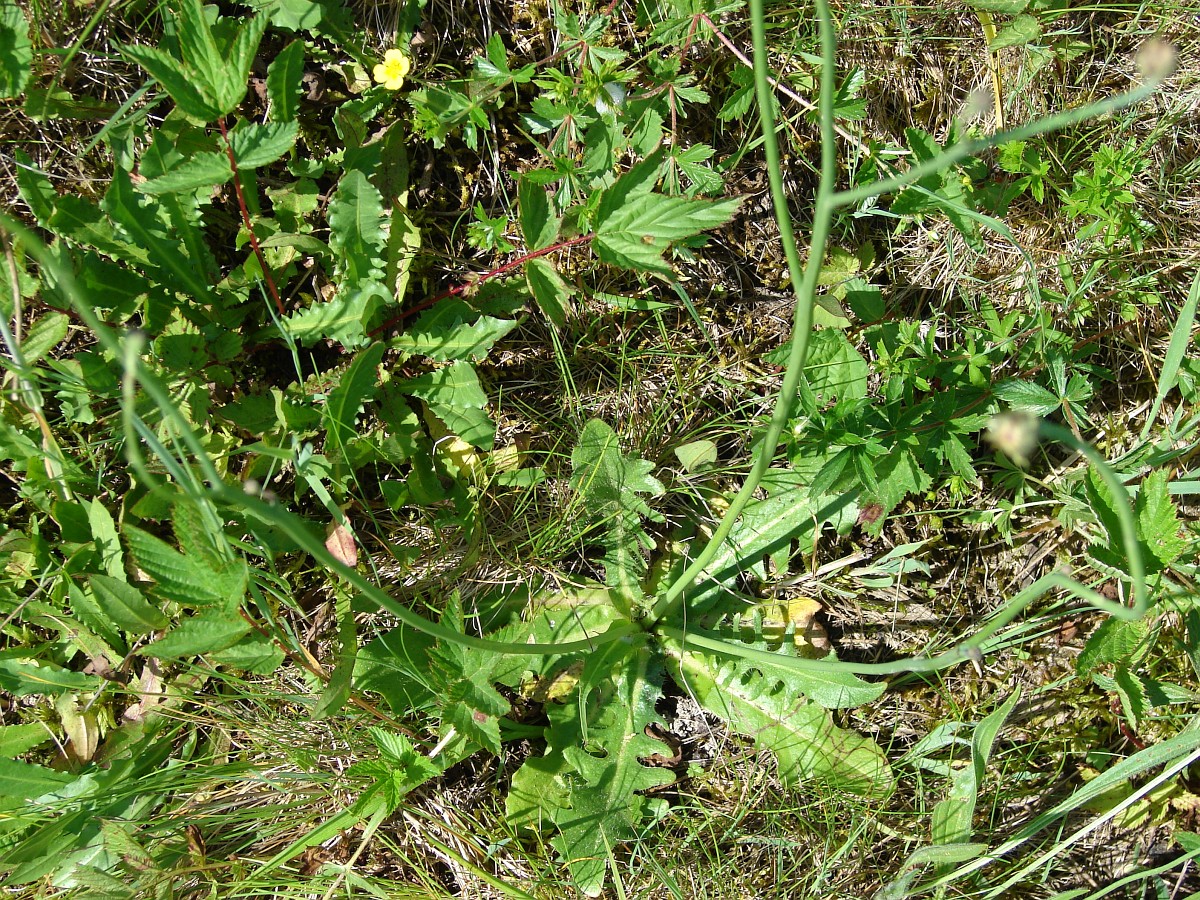 Eng yaxshi gey jinsiy aloqa